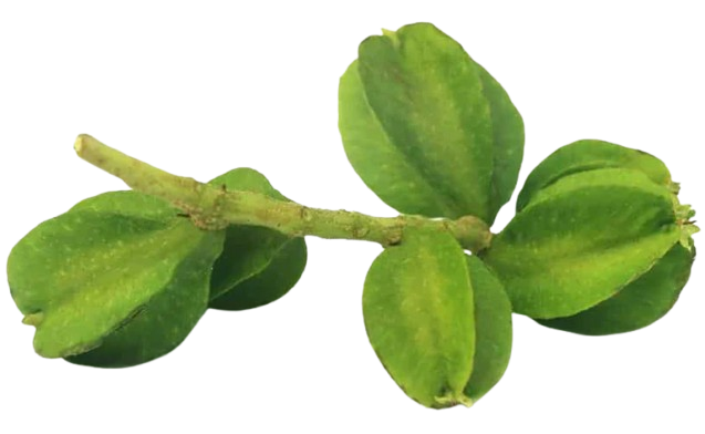 Azhinjal Tree Plants - E-Herbal Garden
